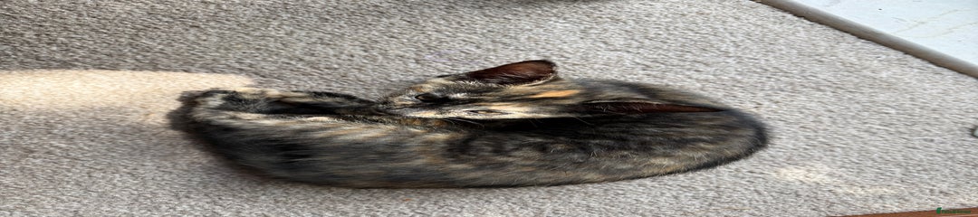 Oriental Kitten 3