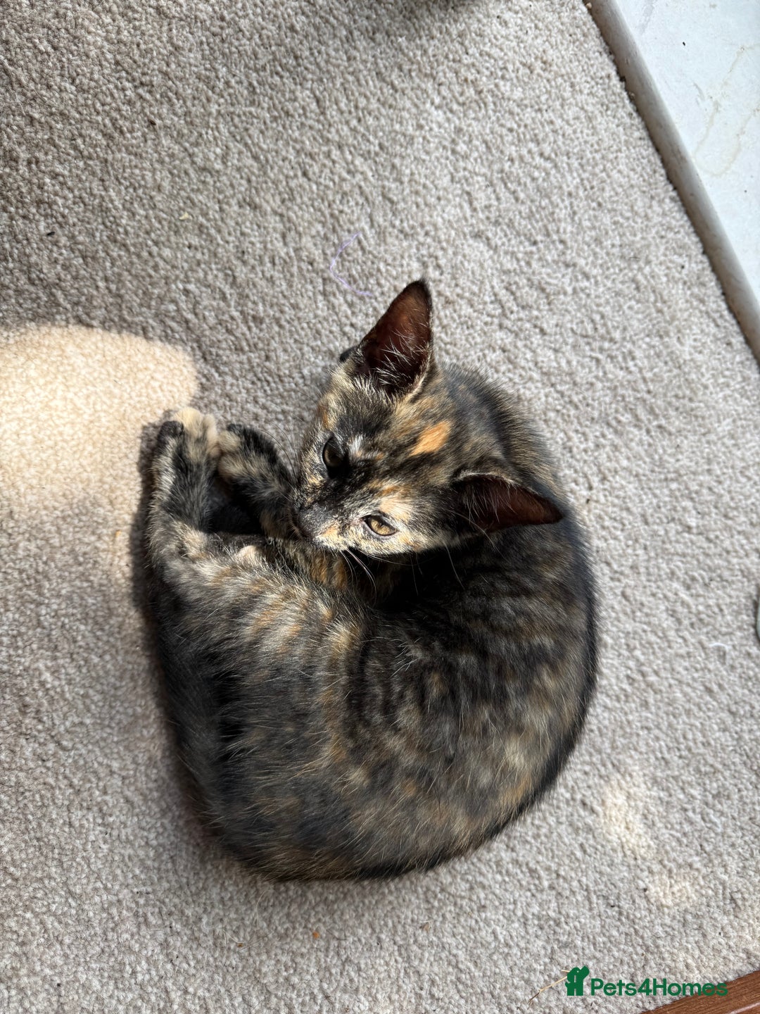 Oriental cats for sale: Adorable kittens ready to go - Image 6