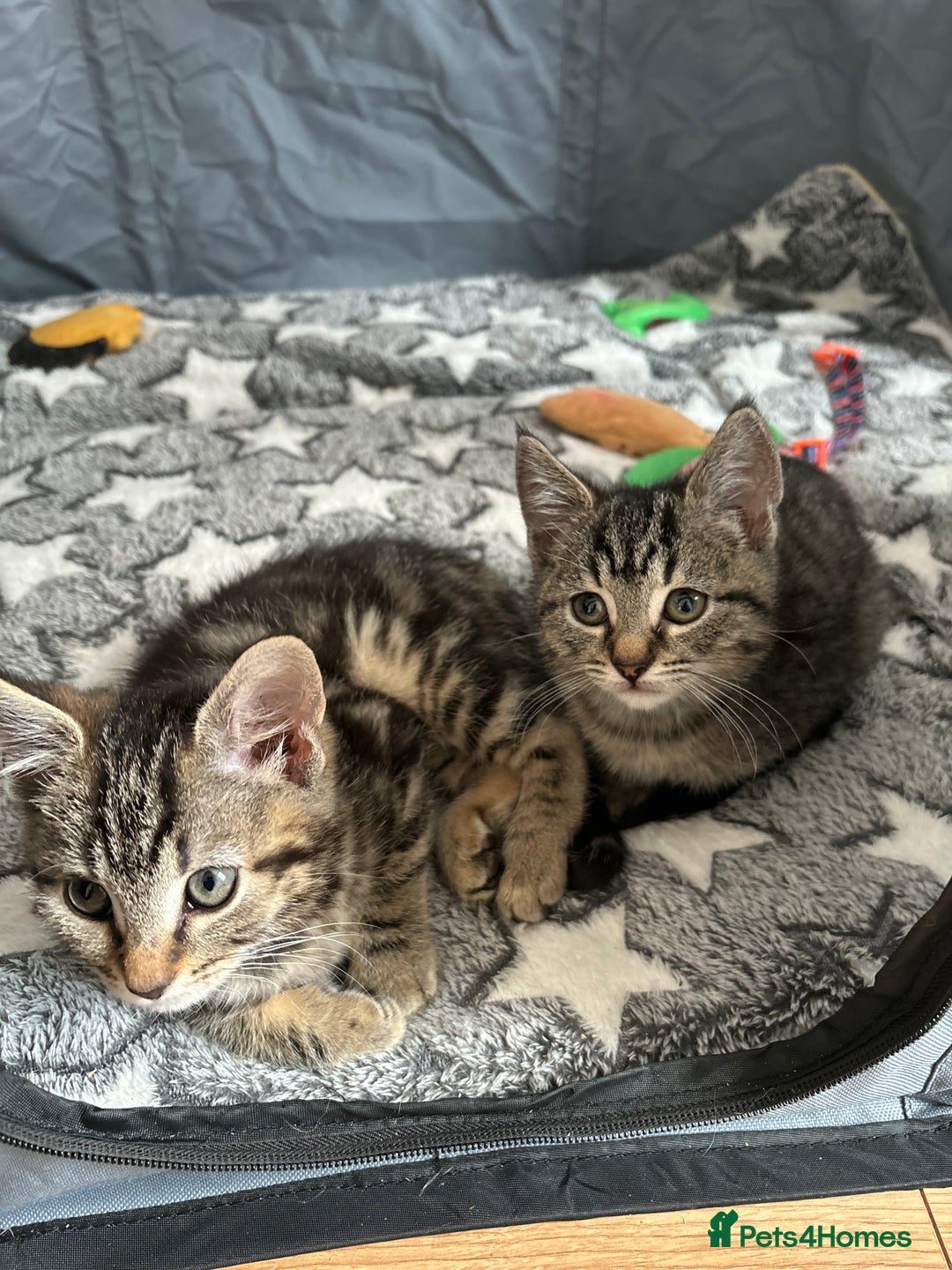 Maine Coon cats for sale: 🌟 5 Adorable Kittens Ready For 4ever Home🌟 - Advert 5