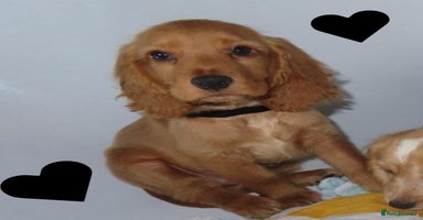 Cocker Spaniel dogs - Advert 3