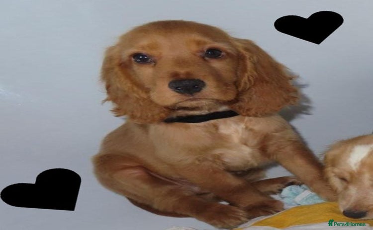 Cocker Spaniel dogs - Advert 7