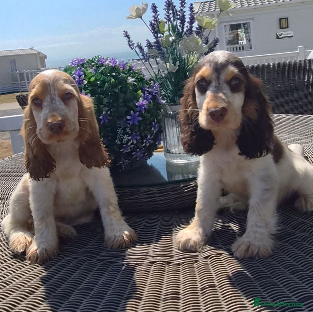 Cocker Spaniel dogs Exceptional True Show winning Champion Cockers. - Advert 1