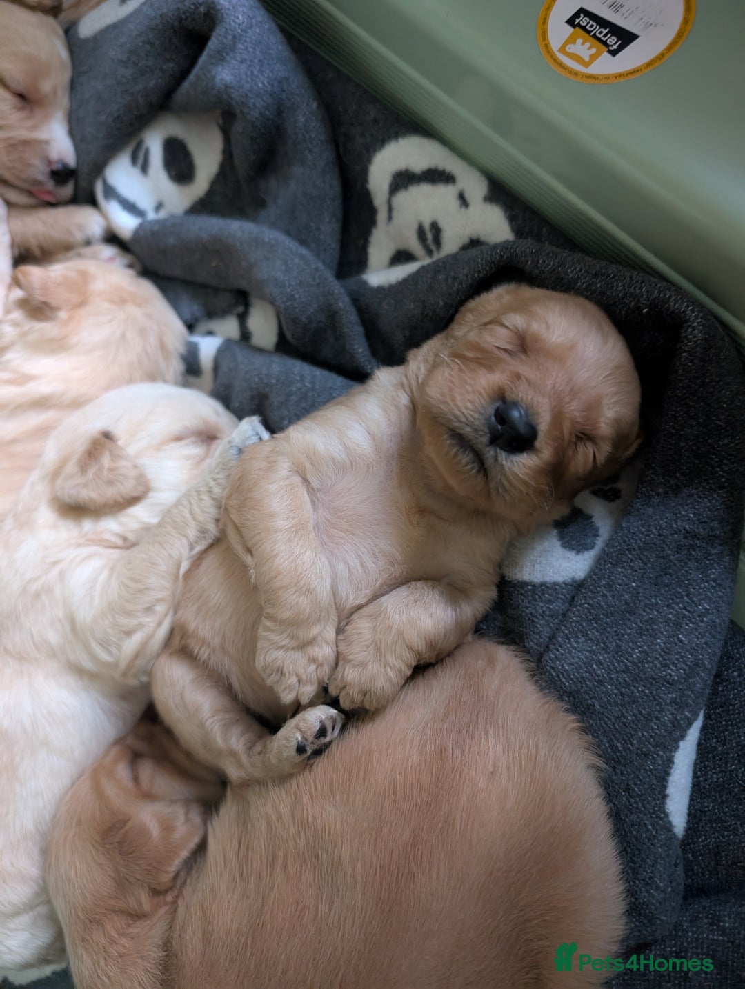 Labradoodle dogs for sale: F1 Labradoodle puppies  - Image 21