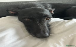 Lurcher dogs for sale: Four-year-old lurcher for sale - Image 13