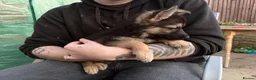 German Shepherd dogs for sale: German Shepherd Female Ready for New Home - Advert 2