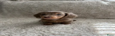 Miniature Dachshund 1