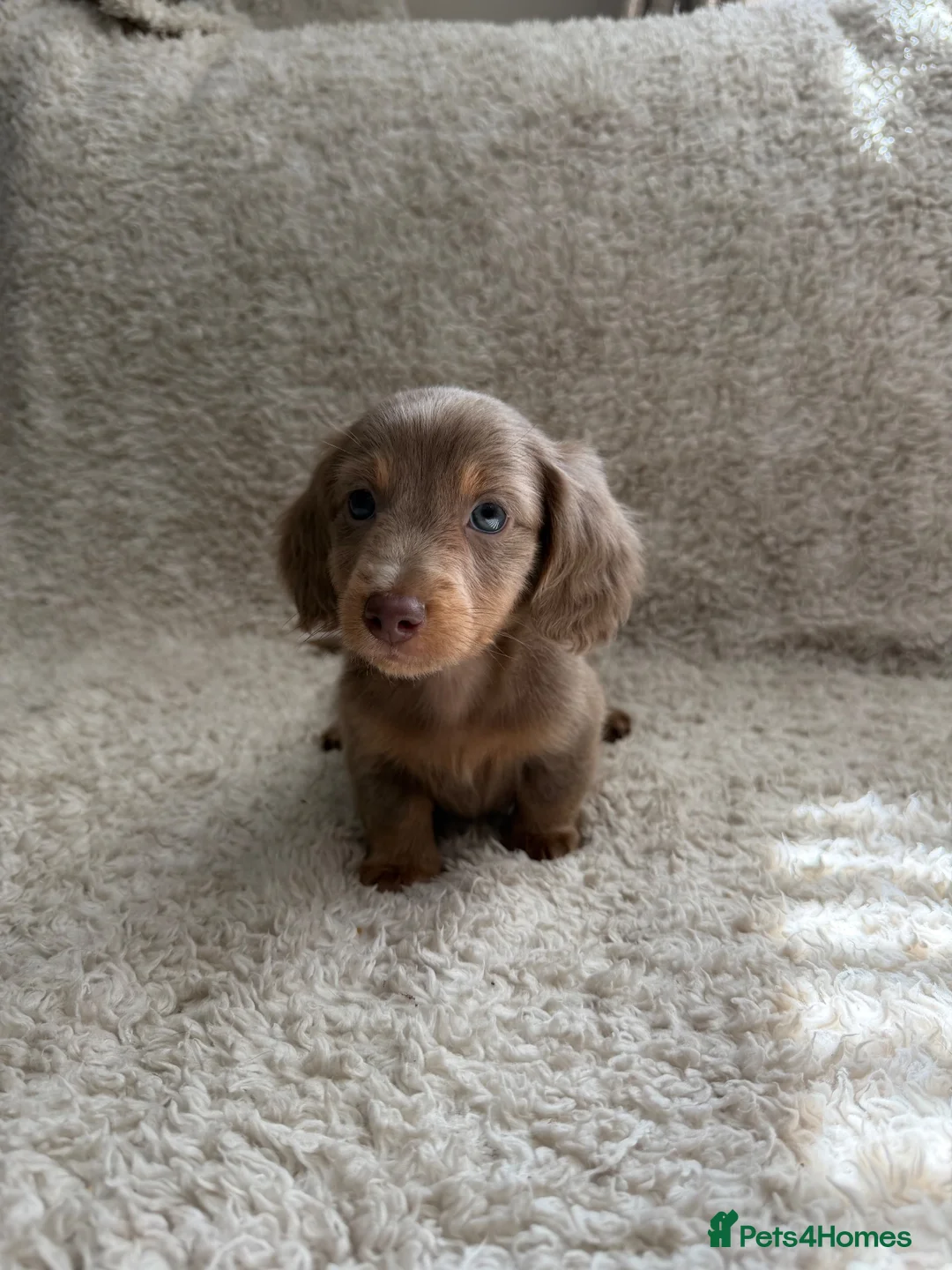 Miniature Dachshund dogs for sale: Long haired miniature dachshund puppies - Advert 5