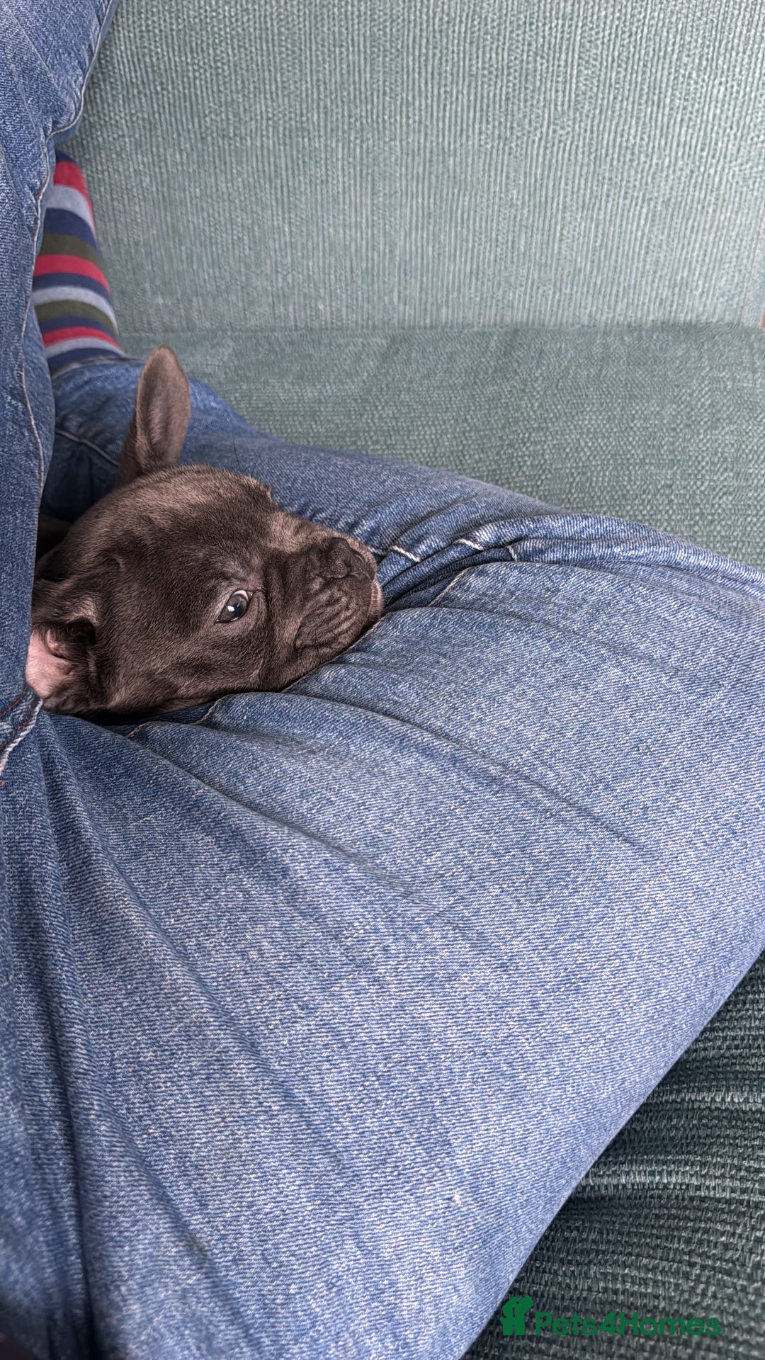 French Bulldog dogs for sale: Beautiful French Bulldog for sale  - Advert 6