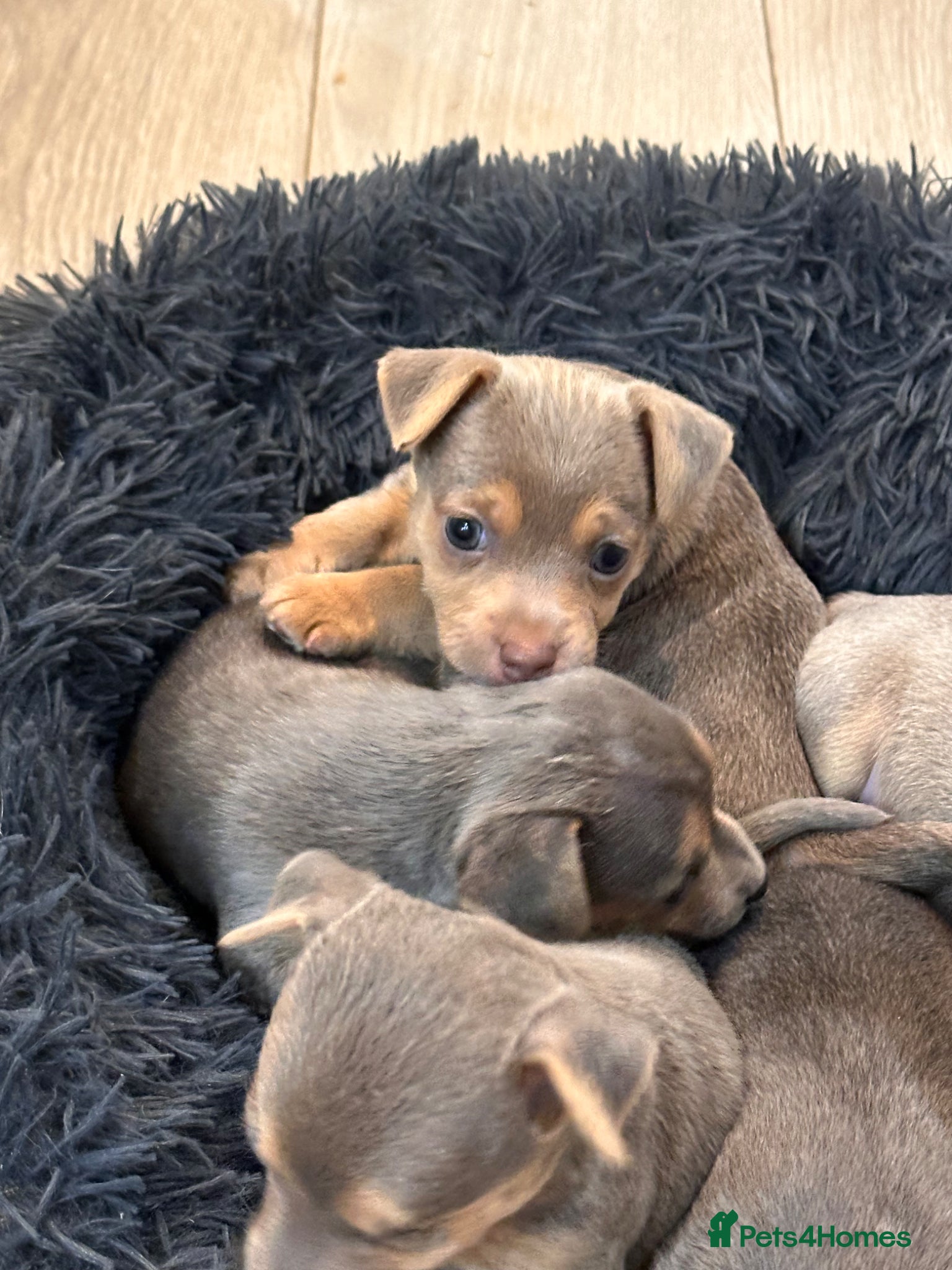 Jack Russell dogs Miniature Jack Russell Puppies 1 available *4sold* - Advert 6