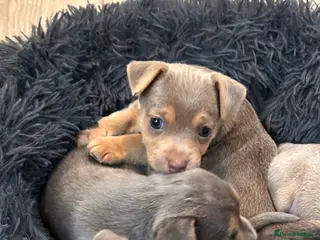 Jack Russell dogs Miniature Jack Russell Puppies 1 available *4sold* - Advert 6