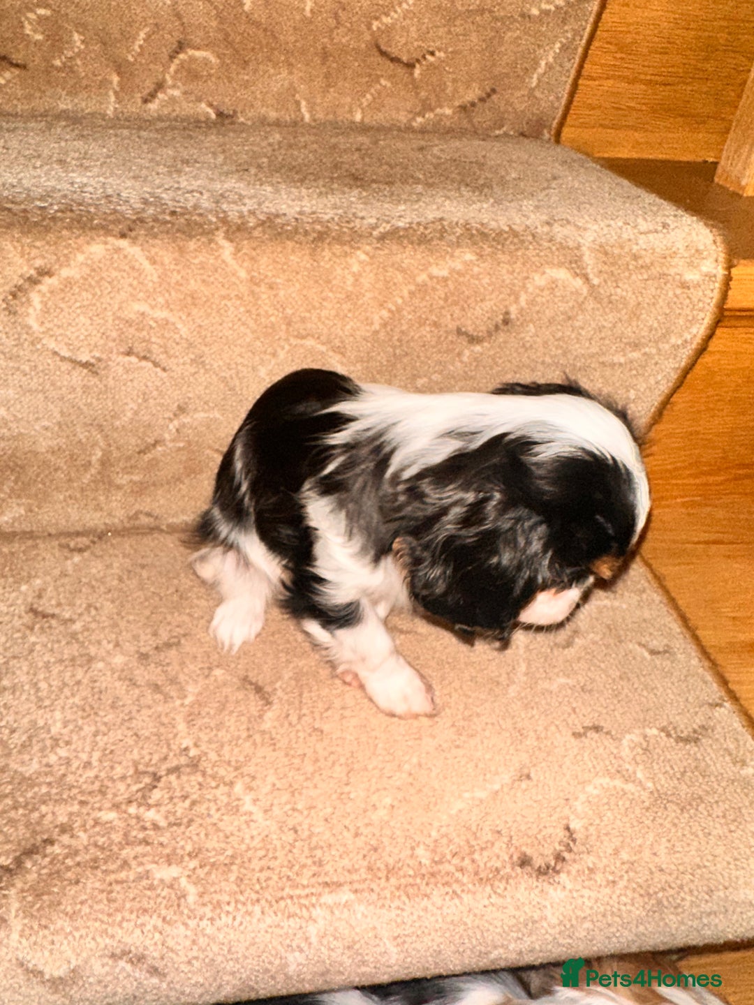 Cavalier King Charles Spaniel dogs for sale: Cavalier King Charles puppy’s  - Advert 4