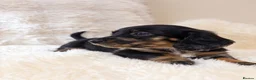 Miniature Dachshund dogs for sale: KC champion lines miniature LH dachshunds  - Advert 8