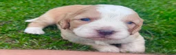 Cockapoo dogs for sale: Beautiful Cockapoo Babies 🐾🐾🐾 - Advert 5