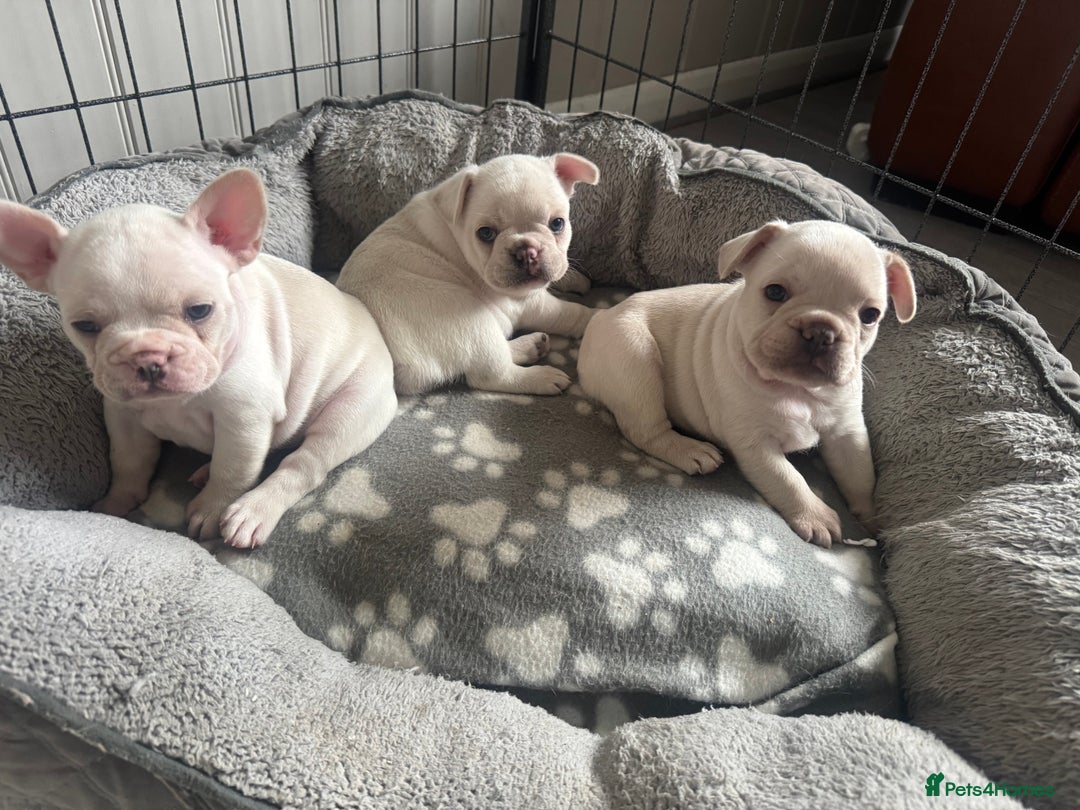 French Bulldog dogs for sale: last girl ready to leave now 🐾⚡️ - Advert 9