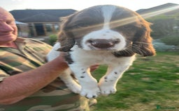 English Springer Spaniel dogs for sale: FTCH x FTAW Springer spaniel - Image 2