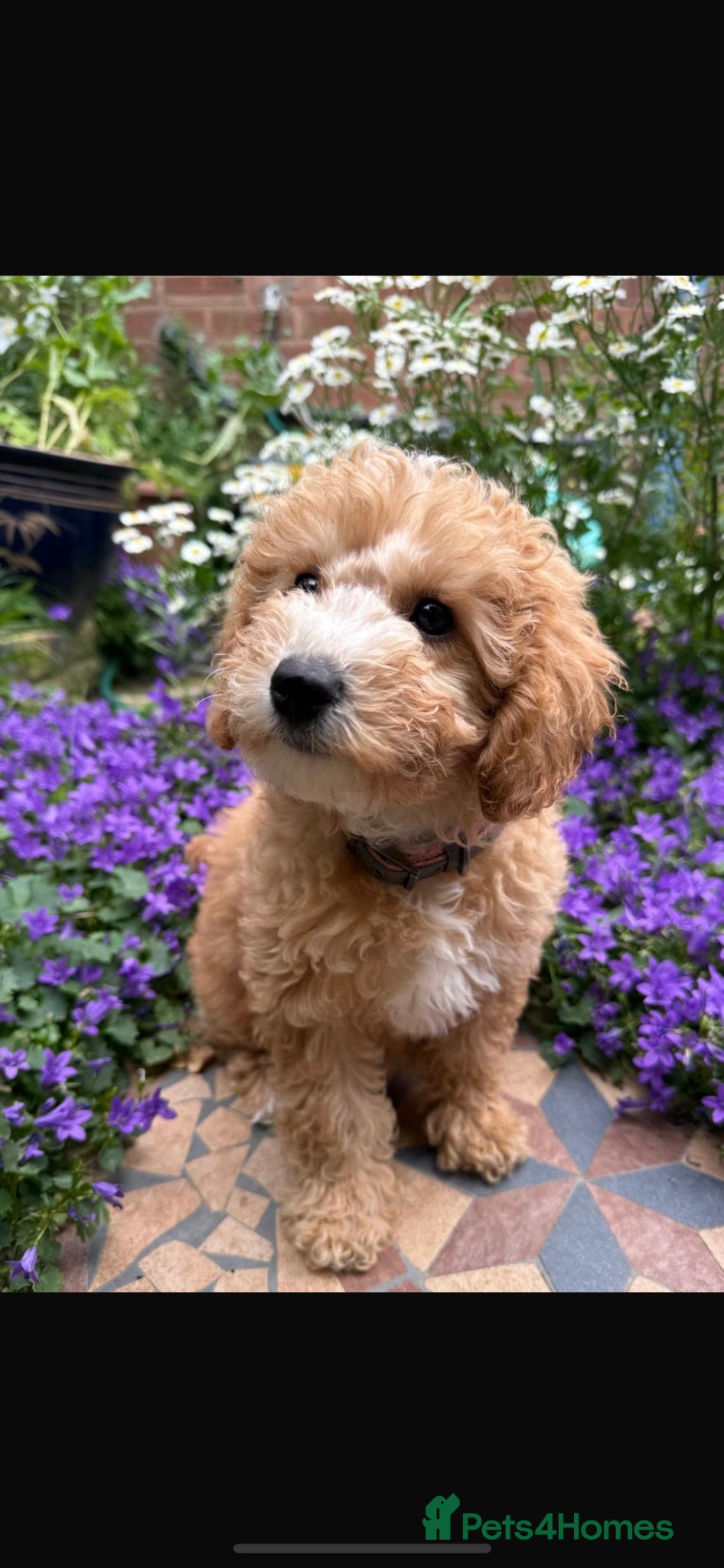 Toy Poodle dogs Outstanding KC Toy Poodles - READY NOW - Advert 9