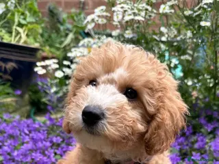 Toy Poodle dogs Outstanding KC Toy Poodles - READY NOW - Advert 9