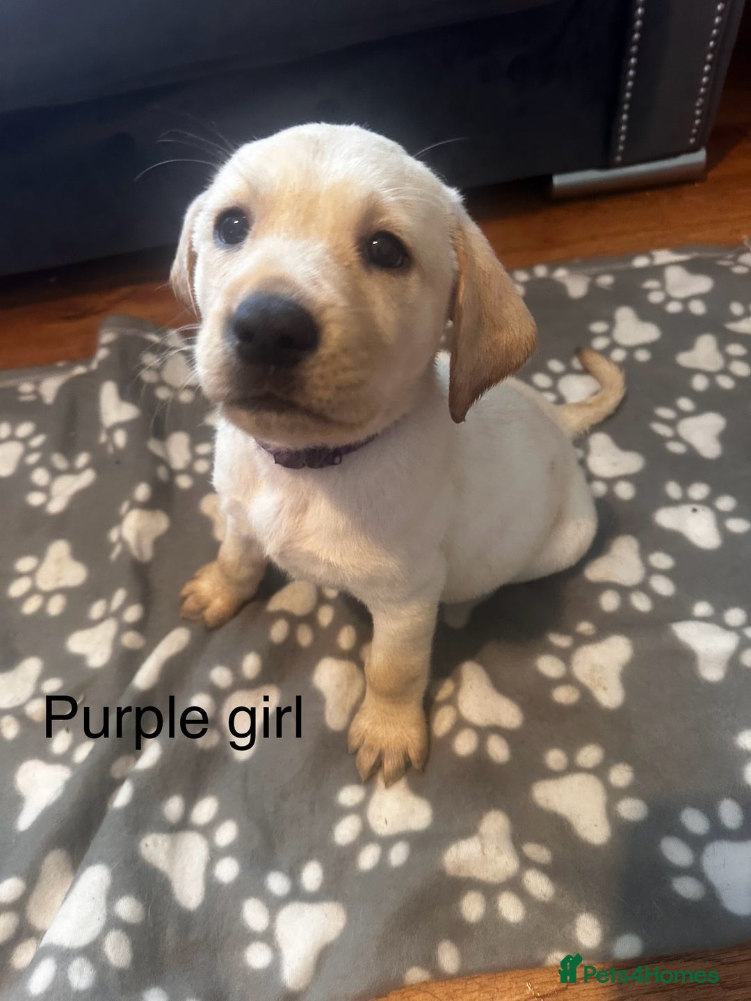 Labrador Retriever dogs for sale:  Labrador puppies - Ready now  in Aberdeen - Image 20