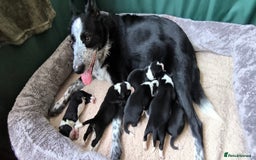 Border Collie dogs for sale: Border Collie Puppies - Image 2