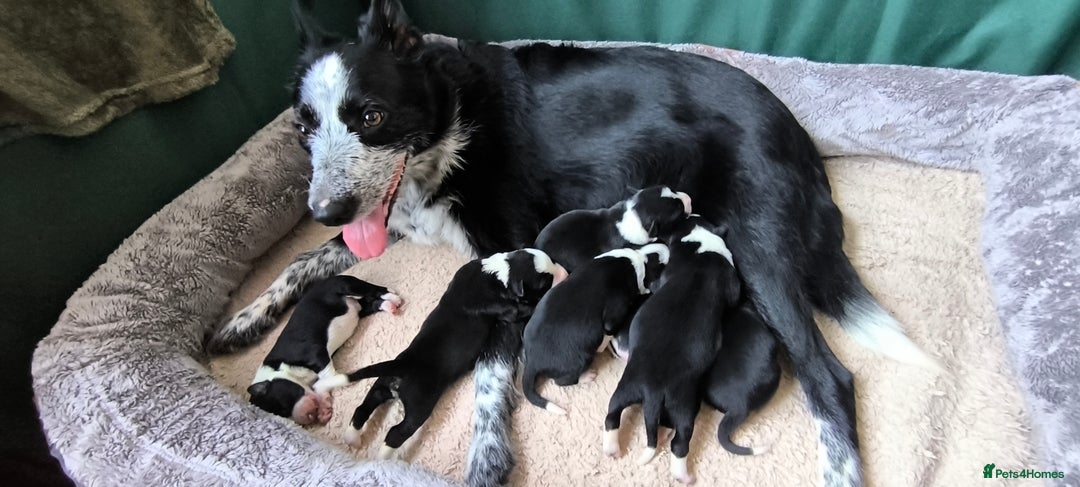 Border Collie dogs for sale: Border Collie Puppies - Image 2