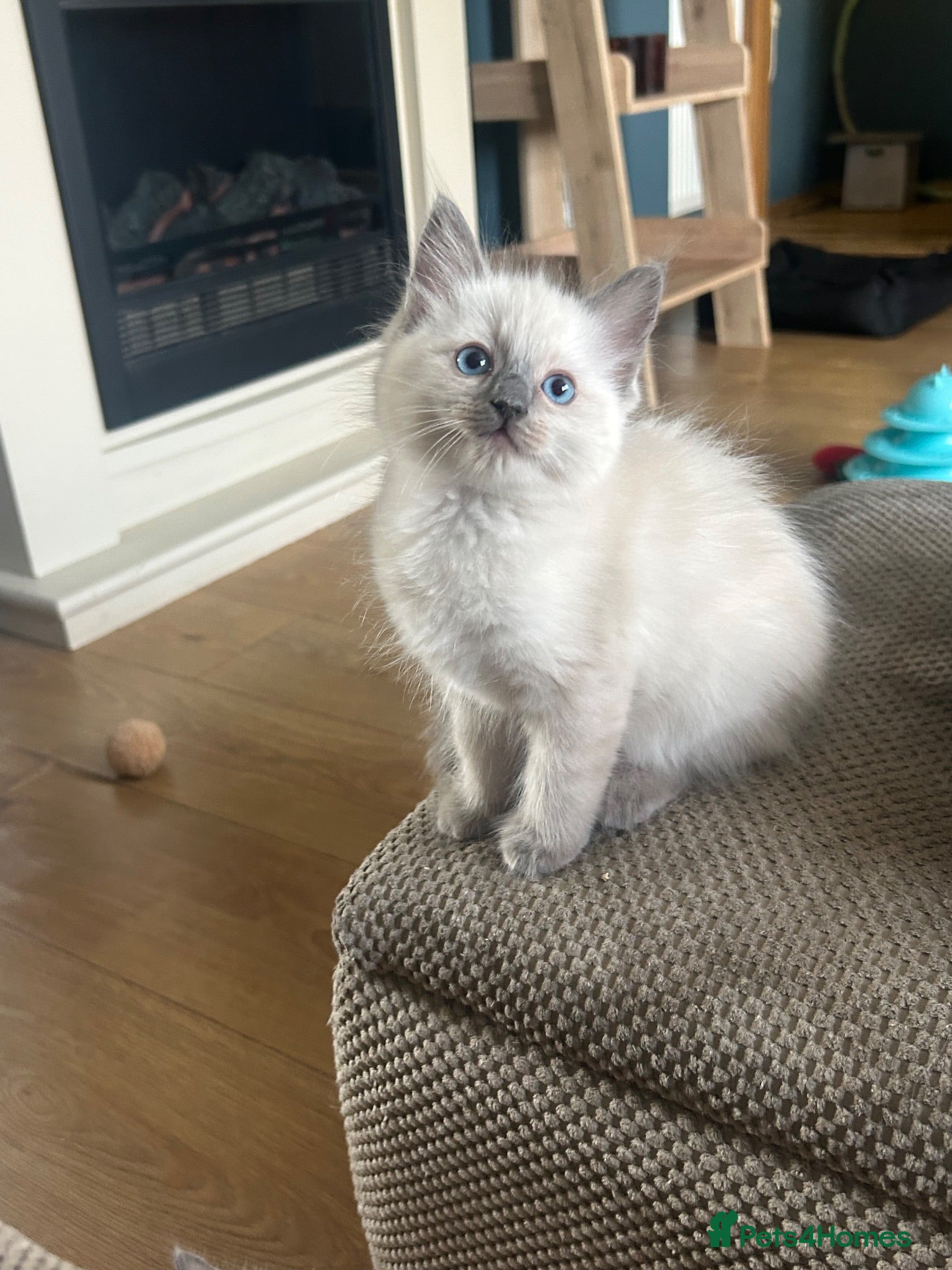 Ragdoll cats GCCF Registered Ragdoll Kittens - Advert 2