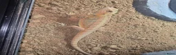 Bearded Dragon reptiles for sale: Red hypo normal wild and vivariums  in Tipton - Advert 3