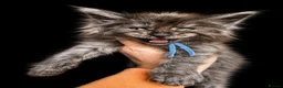 Maine Coon cats for sale: 9 STUNNING BLACK SMOKE MAINE COON CUBS  - Advert 17