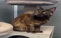 Maine Coon cats for sale: Tortie maine coon girl looking for adoption - Image 5