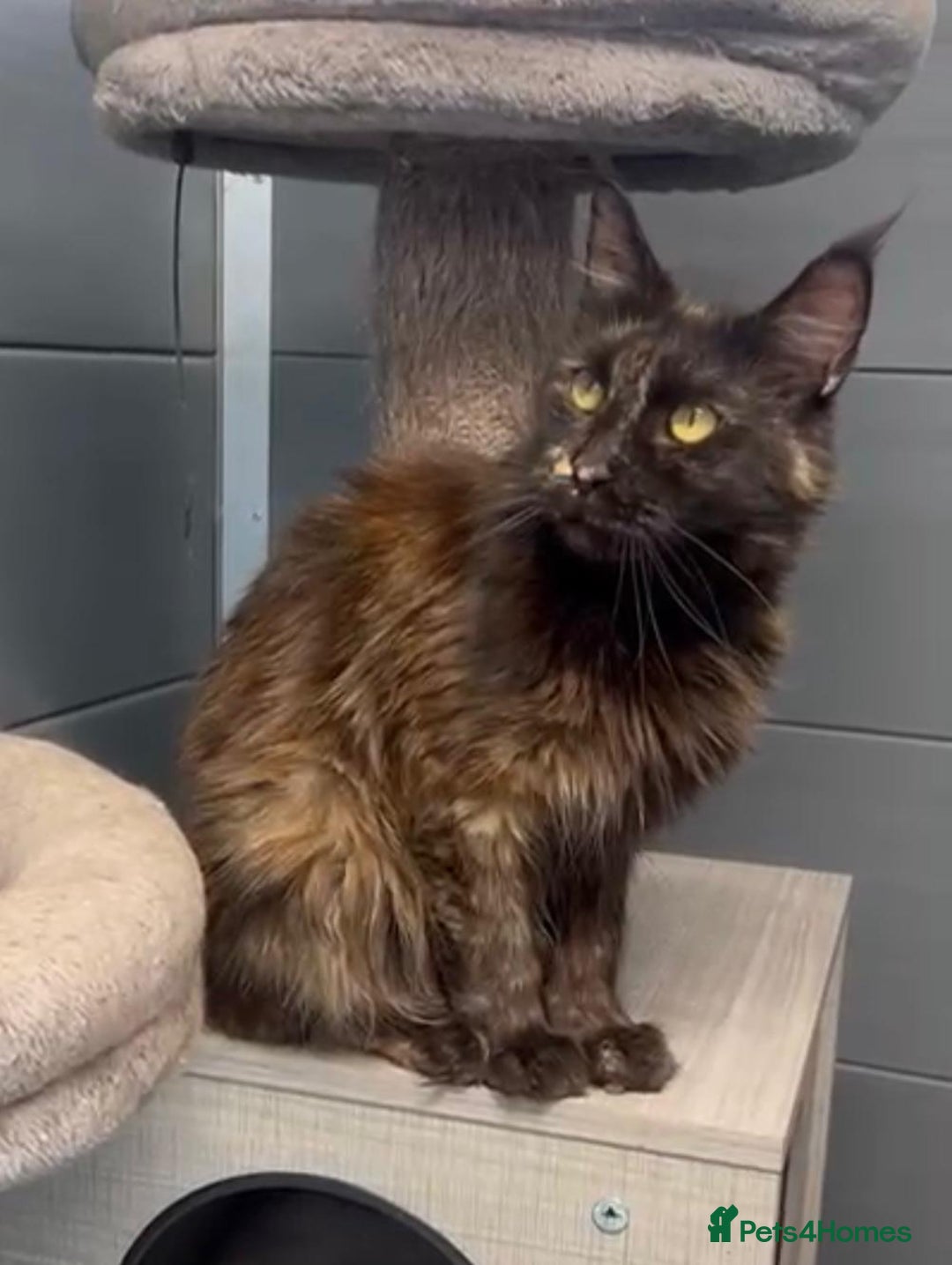 Maine Coon cats for sale: Tortie maine coon girl looking for adoption - Image 5