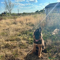 German Shepherd dogs Outstanding -KC registered male German shepherd - Advert 4