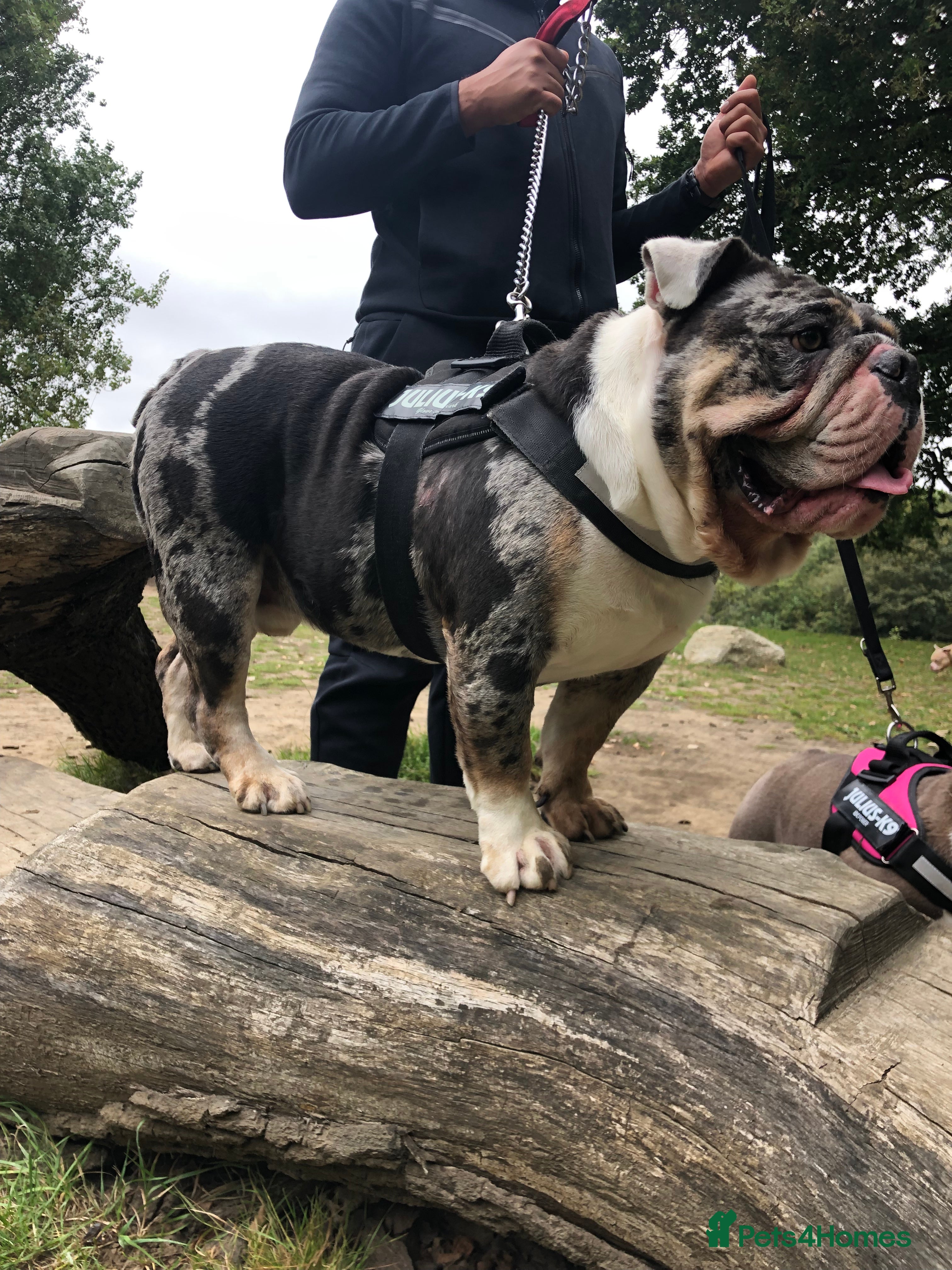 English Bulldog dogs Proven English Bulldog Stud - Blue Tri Merle in Romford - Advert 22
