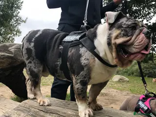 English Bulldog dogs Proven English Bulldog Stud - Blue Tri Merle in Romford - Advert 6