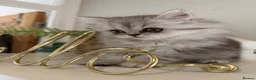 Persian cats for sale: Persian kittens  - Advert 6