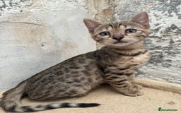 Bengal cats for sale: Bengal kittens ready now silver and marble boys - Image 2
