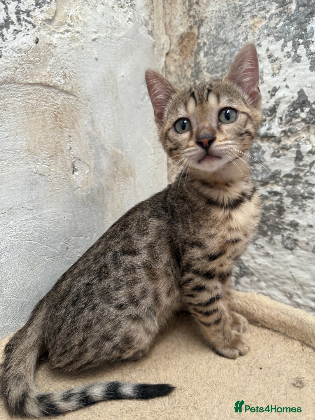 Bengal cats for sale: Bengal kittens ready now silver and marble boys - Image 2