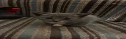 Mixed Breed cats for sale: Grey Kittens - Advert 14