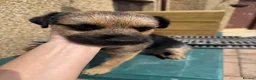 Border Terrier dogs for sale: Magnificent quality border terriers  - Advert 8