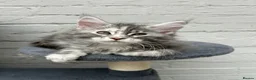 Maine Coon cats for sale: TICA reg Pedigree Maine Coon Kittens  - Advert 17