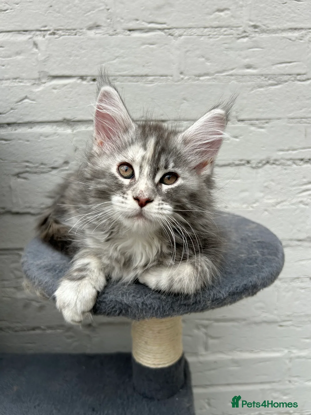 Maine Coon cats for sale: TICA reg Pedigree Maine Coon Kittens  - Advert 17