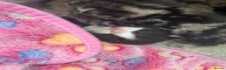 Mixed Breed cats for sale: Beautiful kittens  in Woking - Advert 22