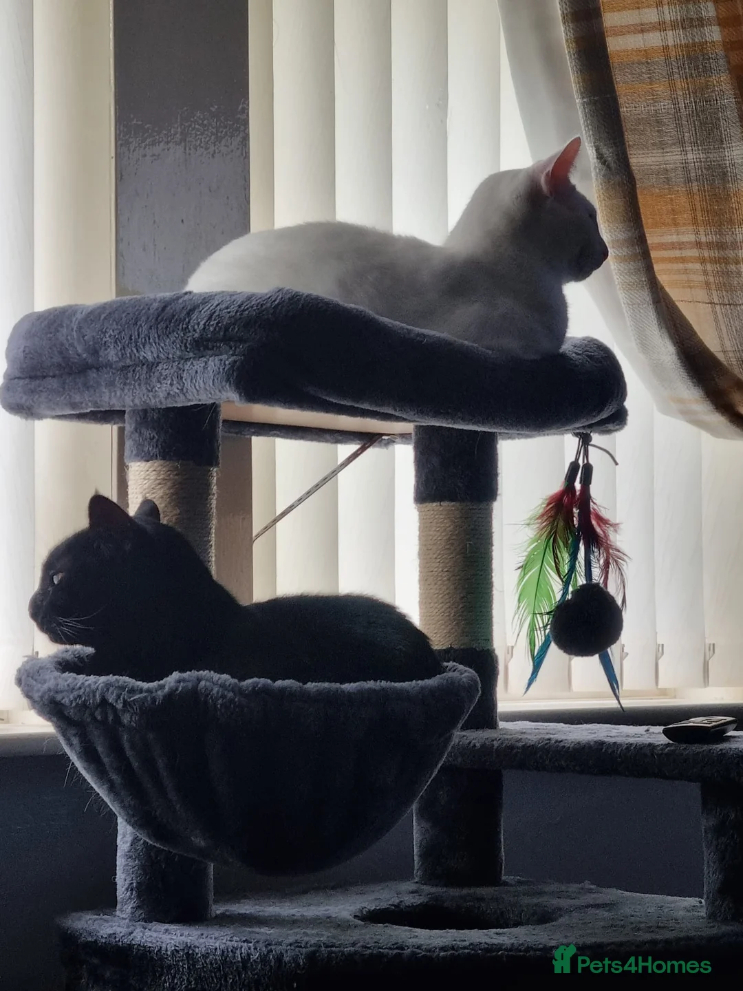 Mixed Breed cats for sale: Female sister house cats  - Advert 8