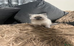Ragdoll cats for sale: Only 2 left Beautiful ragdoll kittens🌹😊 - Image 3
