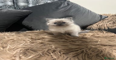 Ragdoll cats - Advert 2