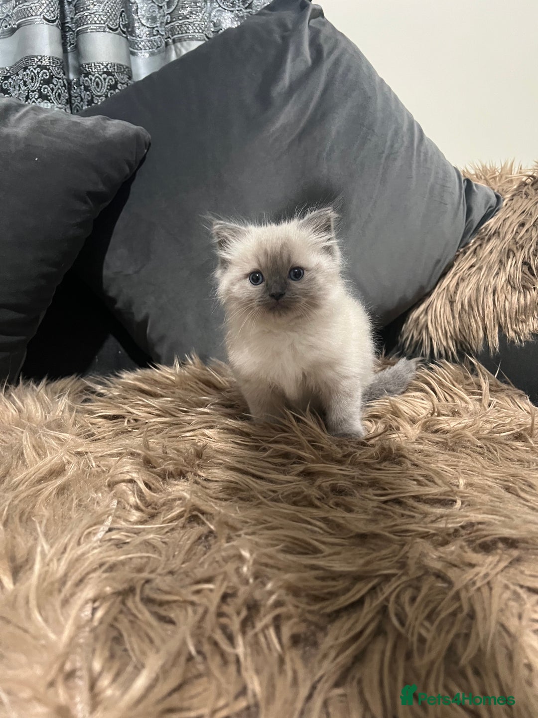 Ragdoll cats for sale: Only 2 left Beautiful ragdoll kittens🌹😊 - Image 3