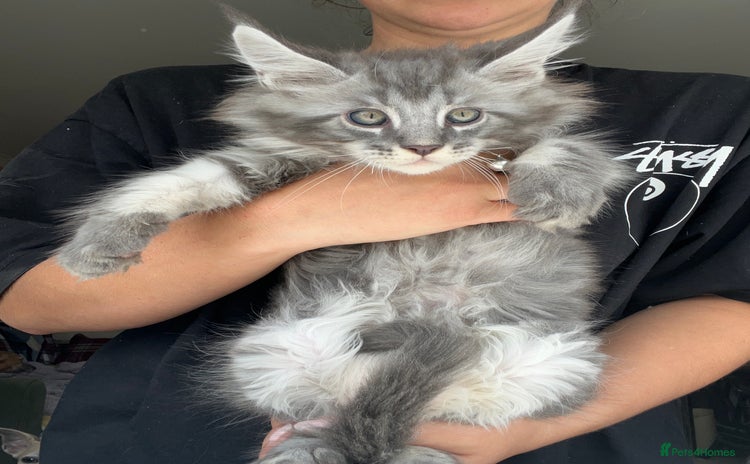 Maine Coon cats - Advert 3