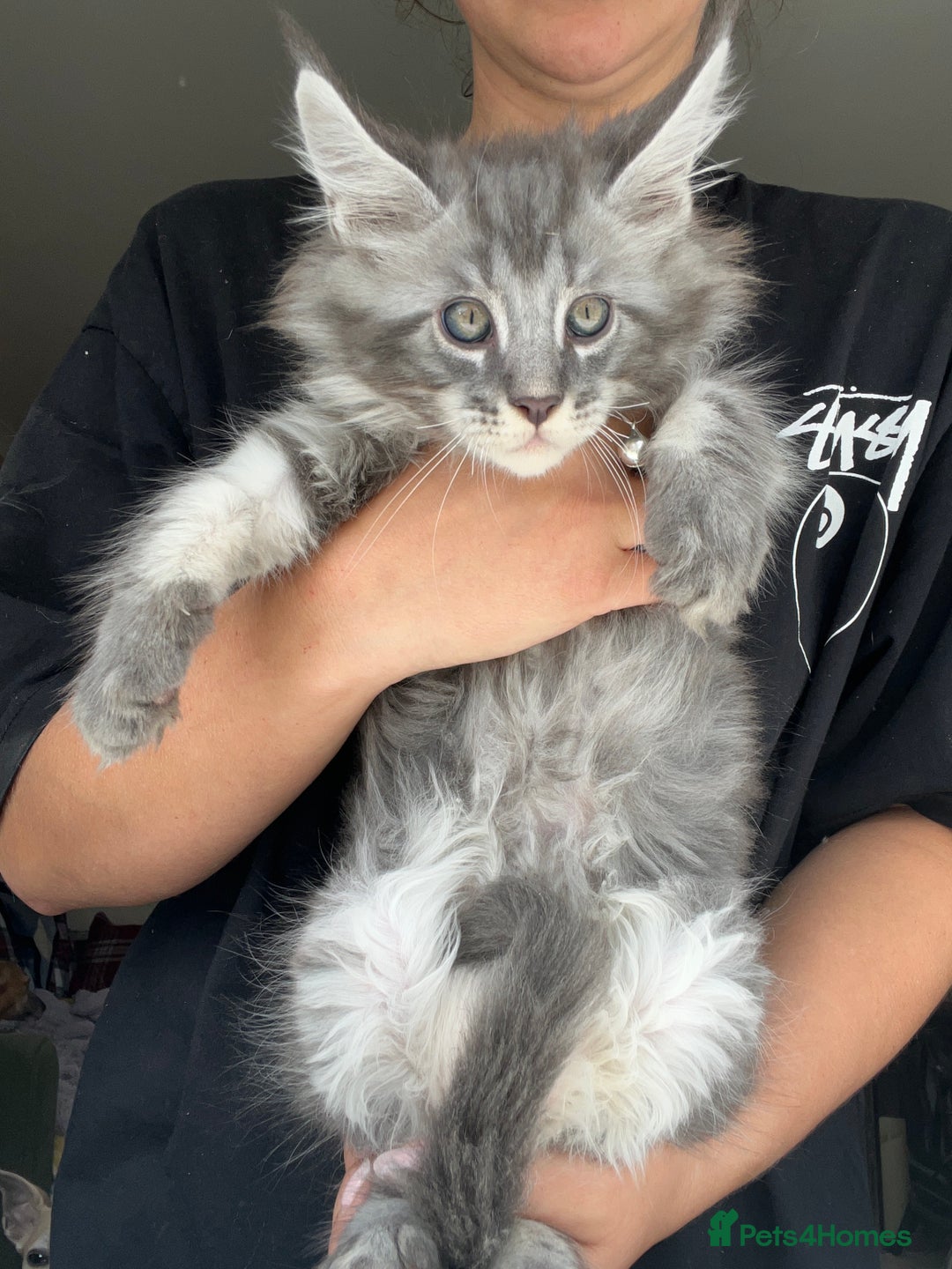 Maine Coon cats for sale: TICA registered Maine Coons, Ready end of August❤️ - Image 1