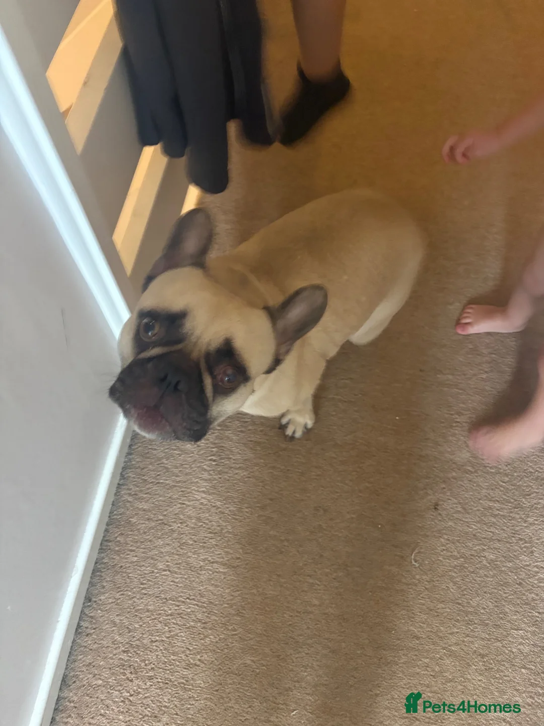 French Bulldog dogs for sale: 2 year old male French bulldog  - Advert 2