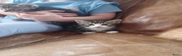Mixed Breed cats for sale: 5 x kittens lovely colours - Advert 10