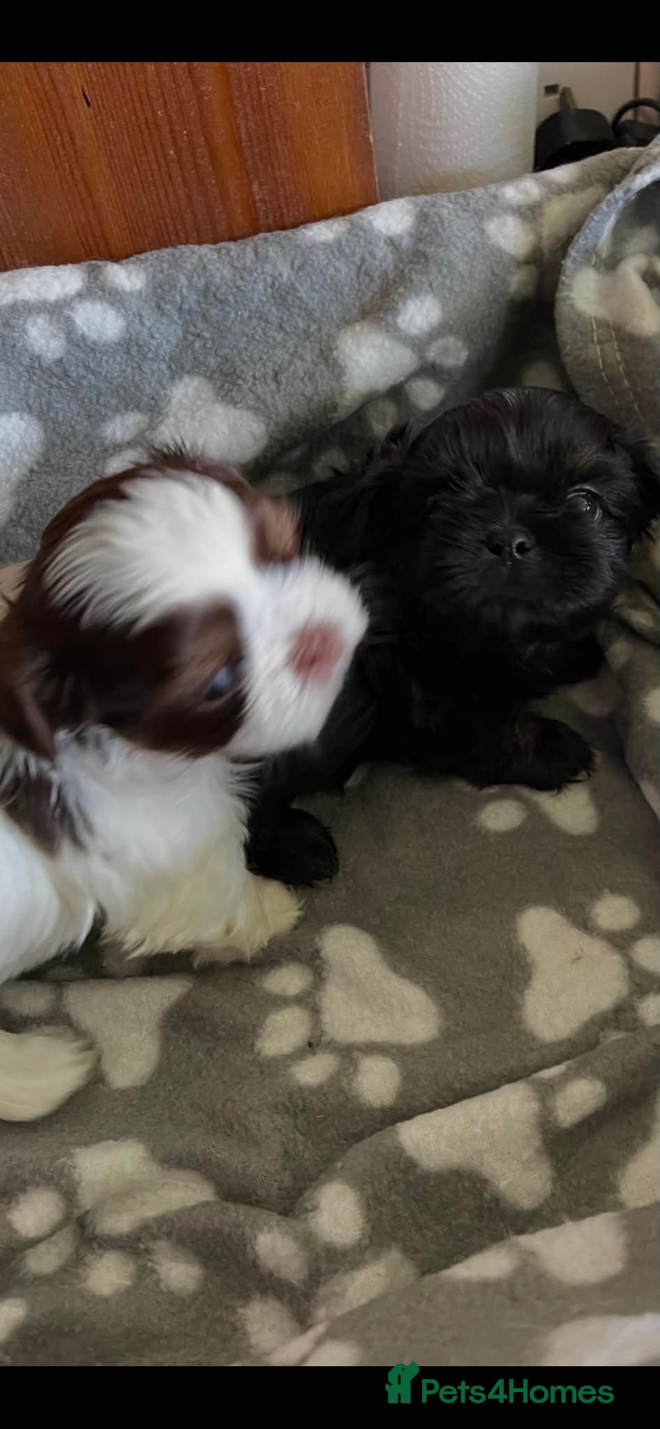 Shih Tzu dogs Imperial dobie shih tzu - Advert 2