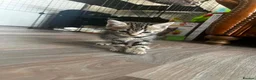Domestic Shorthair cats for sale: Tabby kittens - Advert 15